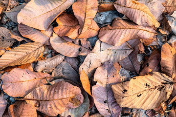 Background of dried brown leaves piled on the ground in the forest.