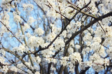 Withe flowers 