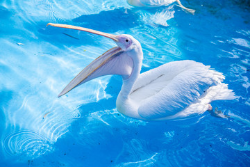 White pelican bird with yellow long beak swims in the water pool, close up