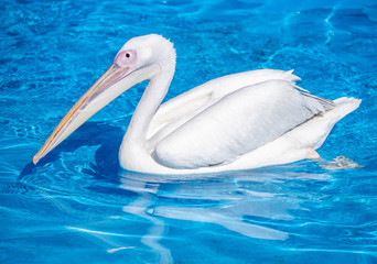 White pelican bird with yellow long beak swims in the water pool, close up