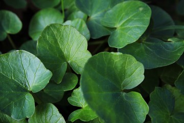 Green plants 