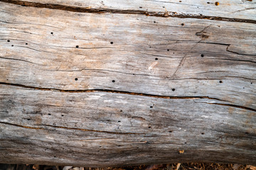 Background of hardwood with rough surface and a lot of tiny holes.