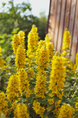 Yellow flowers of loosestrife in garden