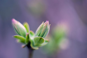 Green sprout in the spring blurred background.