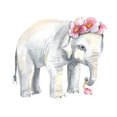 Illustration with baby elephant and cherry blossom.  Hand painted  in watercolor.
