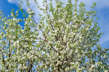 Flowering apple tree against a blue sky