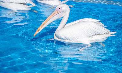 Fototapeta na wymiar White pelican bird with yellow long beak swims in the water pool, close up