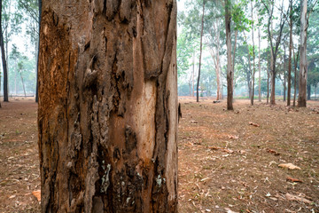 Closeup of pine tree trunk with detailed surface in the middle of pine tree forest.