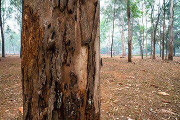 Fototapeta premium Closeup of pine tree trunk with detailed surface in the middle of pine tree forest.