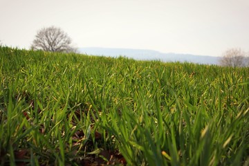 Fototapeta premium Green grass 