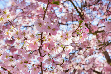Fototapeta premium sakura- spring time