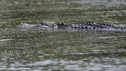 See you later, alligator