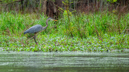 Grey heron is enjoying sunny day at swamp