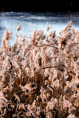 Beautiful blooming reeds on the banks of the river, large.