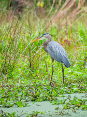 Grey heron is enjoying sunny day at swamp
