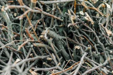 Brushwood prepared for the fire. A bunch of broken branches