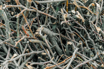 Brushwood prepared for the fire. A bunch of broken branches