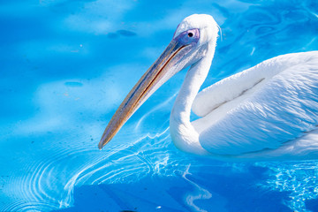 White pelican bird with yellow long beak swims in the water pool, close up