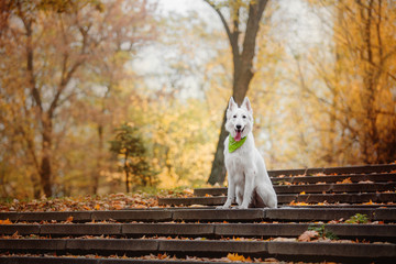 Cute White Swiss Shepherd Dog outdoor portrait in autumn