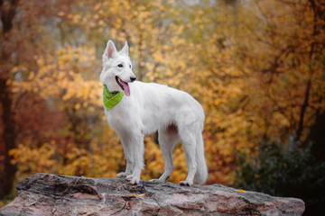 Cute White Swiss Shepherd Dog outdoor portrait in autumn