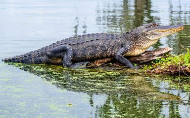 See you later, alligator