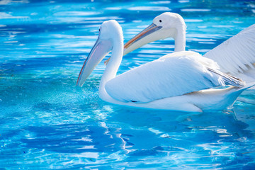 White pelican bird with yellow long beak swims in the water pool, close up