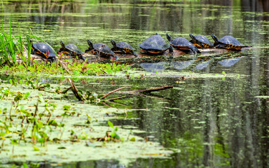 Turtles are enjoying sunny day in a swamp