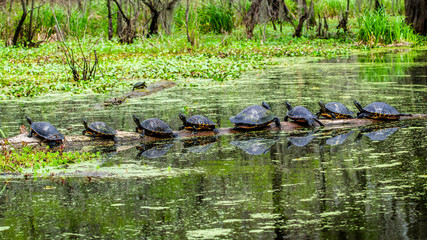 Naklejka na ściany i meble Turtles are enjoying sunny day in a swamp