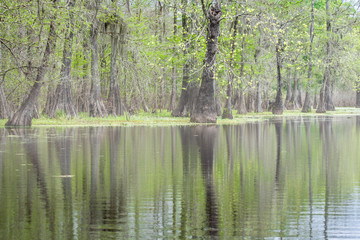  Forests in swamp under cloudy sky