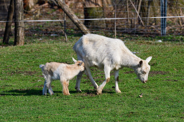 Wei&szlig;e Deutsche Edelziege