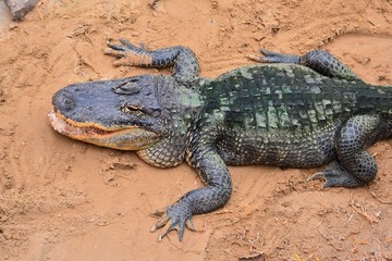 KROKODIL
