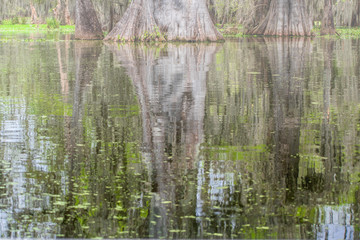  Forests in swamp under cloudy sky