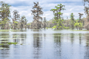 Obraz premium Forests in swamp under cloudy sky