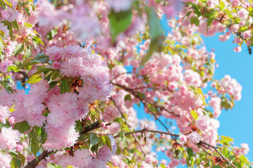 buds of cherry blossom. branches with beautiful tender flowers. wonderful springtime background in the garden
