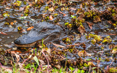 See you later, alligator