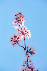 spring tree in bloom, pink flowers
