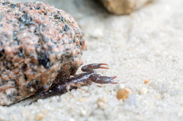 Scorpion creeps on the sand close up
