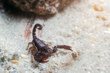 Scorpion creeps on the sand close up