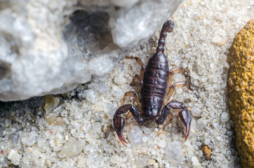 Scorpion creeps on the sand close up