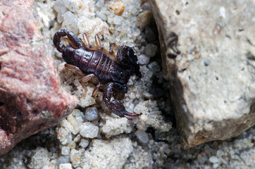 Scorpion creeps on the sand close up