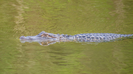 Fototapeta premium See you later, alligator