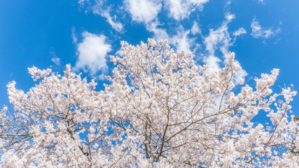 Sakura Flower - Nagatoro Town, Japan