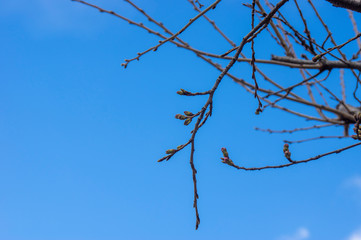 桜の蕾と青空