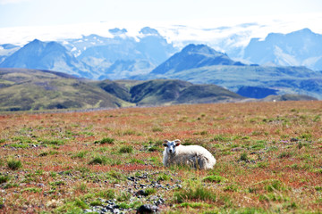 Obraz premium Sheep in the mountains in Iceland