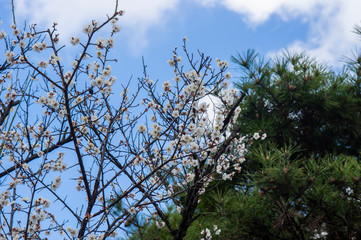 白梅と青空