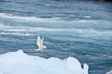 Iceland Gull (Larus glaucoides) flies above an iceberg
