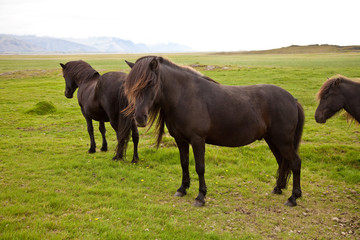 Icelandic Horses on the meadow