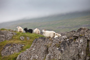 Icelandic sheeps on a pasture in Iceland with a mountain in the background