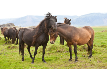 Fototapeta premium Icelandic Horses