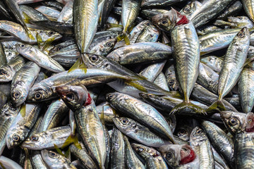 Fish anchovy background on ice in fishermen market store shop. Seafood european pile of anchovy pattern on ice. Black sea anchovies are placed in family Engraulidae. Heap of small little fish for sale